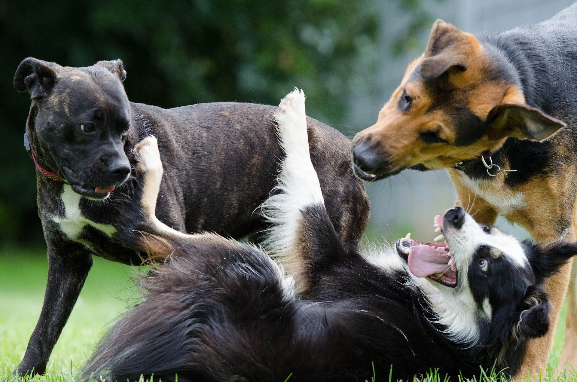 Erziehungshilfen für den Hund Erziehungshilfen für den Hund